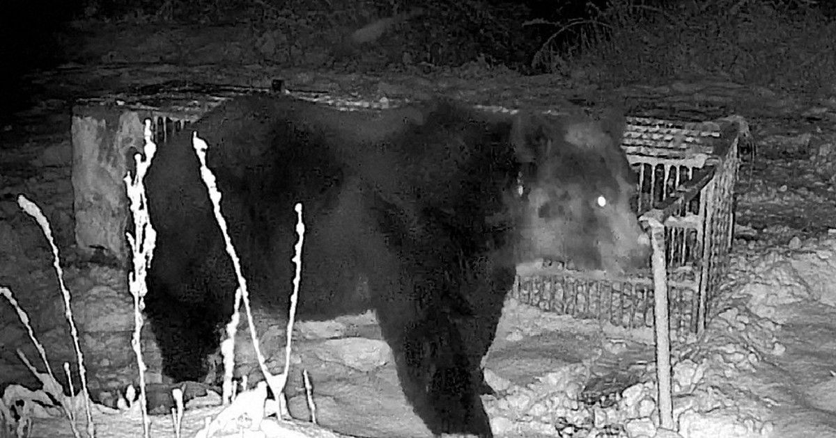 1分で解説＞北海道苫前町で推定体重400キロ超のヒグマ出没 | 毎日新聞
