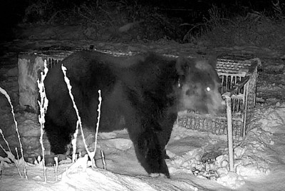 推定400キロ超の巨大ヒグマ 箱わな倒す様子を撮影 北海道・苫前 | 毎日新聞