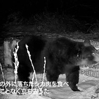 推定400キロ超の巨大ヒグマ 箱わな倒す様子を撮影 北海道・苫前 [写真