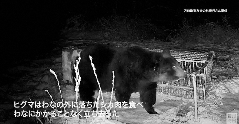 推定400キロ超の巨大ヒグマ 箱わな倒す様子を撮影 北海道・苫前 [写真