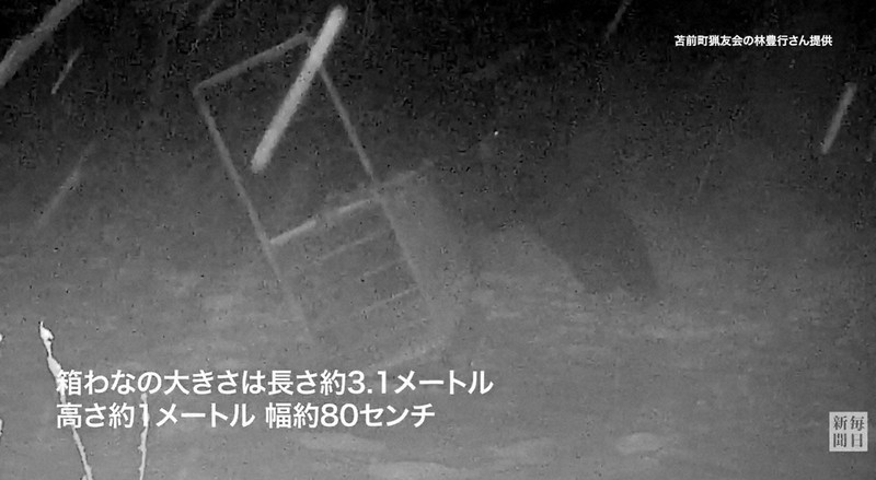 推定400キロ超の巨大ヒグマ 箱わな倒す様子を撮影 北海道・苫前 [写真
