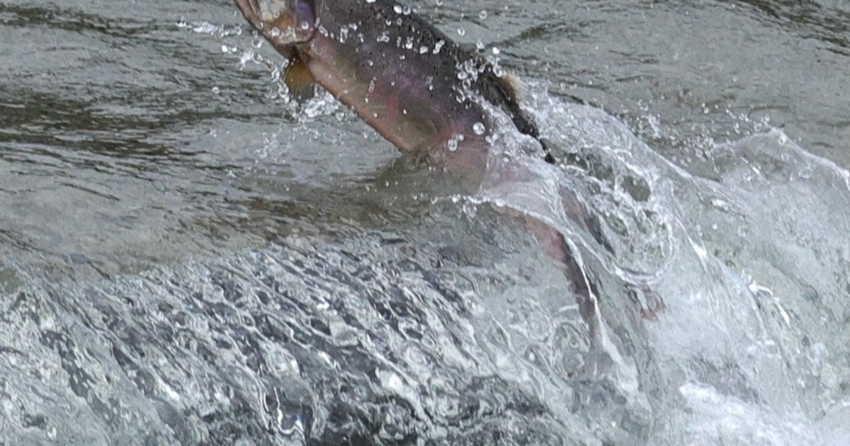 Easy Japanese news in translation: Biwa trout swim up rivers in Shiga Prefecture