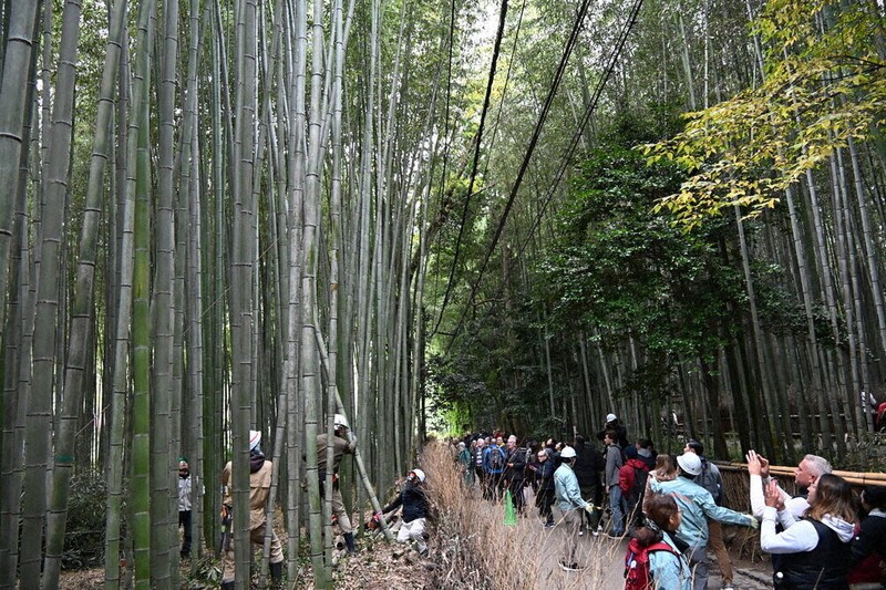 竹林無残、落書き350本 防止策で苦渋の伐採 嵐山「小径」沿い ／京都
