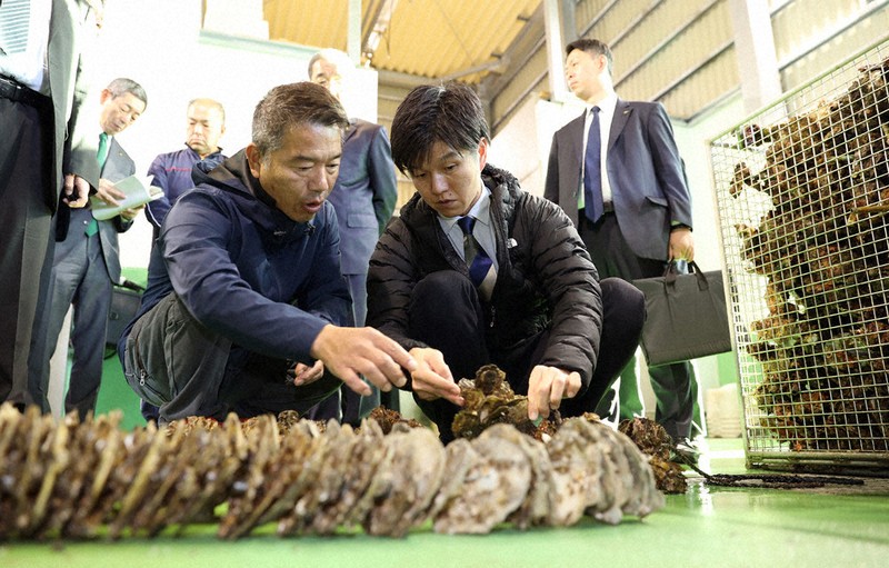 養殖カキ：広島、養殖カキ大量死 中部から東部 水揚げの8～9割 | 毎日新聞