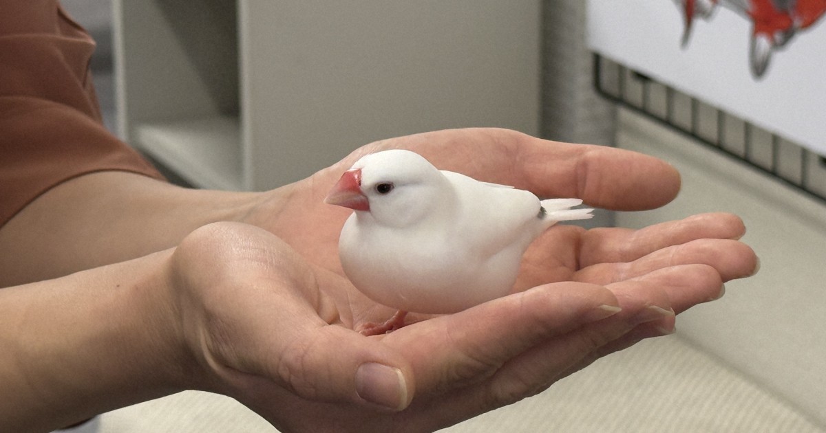 探訪珍スポット：手乗りの「ぶんちゃん」会いに来て 愛知・弥富の文鳥