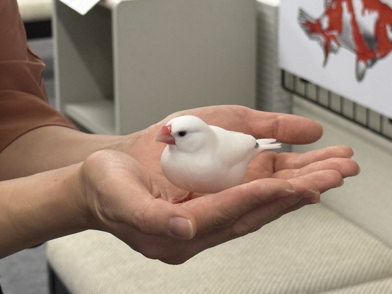 探訪珍スポット：手乗りの「ぶんちゃん」会いに来て 愛知・弥富の文鳥