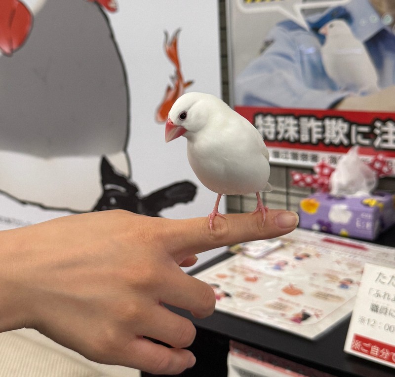探訪珍スポット：手乗りの「ぶんちゃん」会いに来て 愛知・弥富の文鳥
