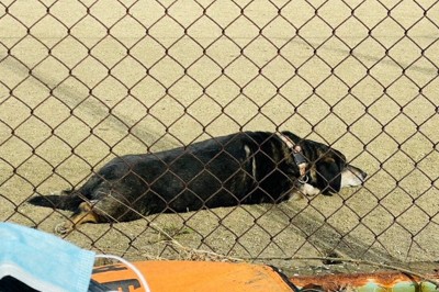 グラウンドで飼い主待ち続け…　火災で取り残された犬を保護　大分