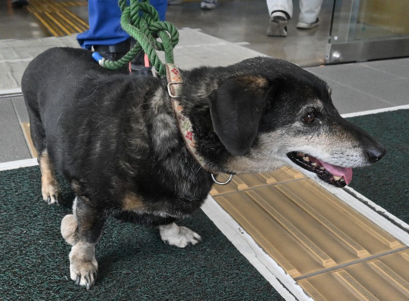 グラウンドで飼い主待ち続け… 火災で取り残された犬を保護 大分 [写真