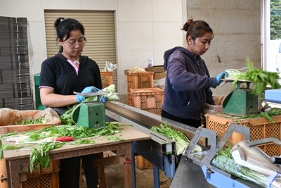 水菜の出荷作業に従事するインドネシア人たち。技能実習生のグラセラさん（左）は「日本のアニメが好き」で実習先に日本を選んだという＝茨城県鉾田市で2025年10月10日午後3時32分、千脇康平撮影