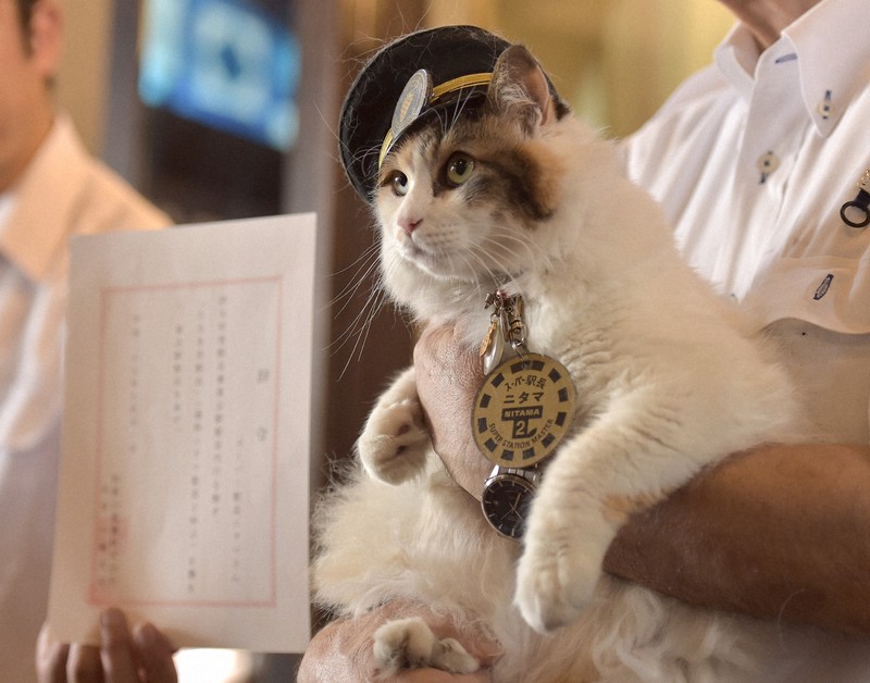 最期に一言「ニャー」 和歌山電鉄の三毛猫「ニタマ」に追悼の声 | 毎日新聞