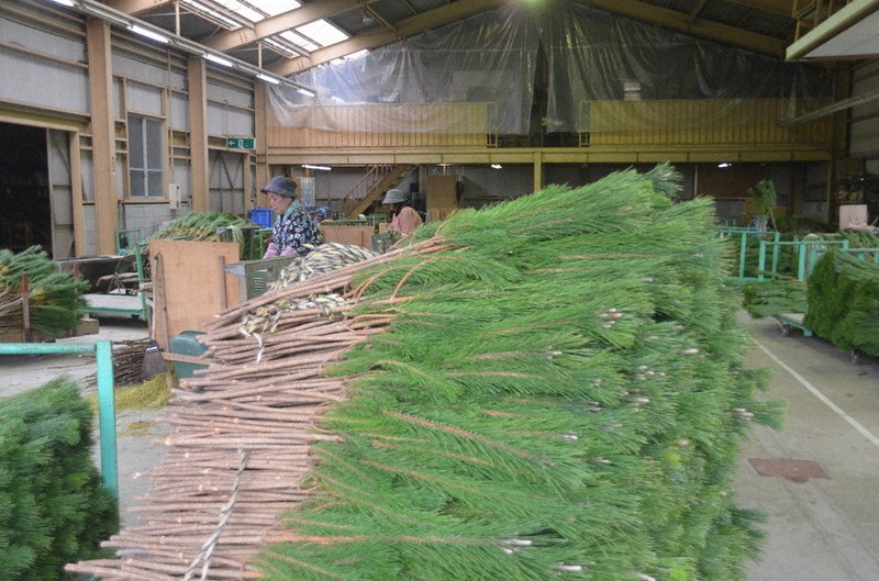 山採り 赤松 持込み古い 冬囲い前の特別価格 送料梱包代込 11月13日まで 山採り 赤松 持込み古い 冬囲い前の特別価格