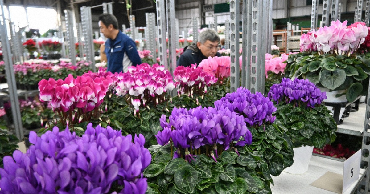 2500鉢 美しさ競う 札幌で品評会 29、30日即売会も ／北海道 | 毎日新聞