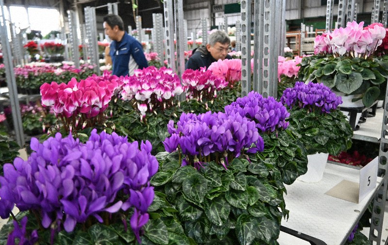 2500鉢 美しさ競う 札幌で品評会 29、30日即売会も ／北海道 | 毎日新聞