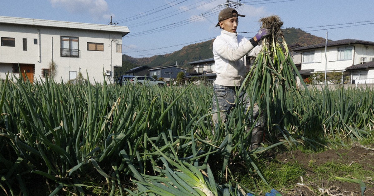 岩津ねぎ」きょう解禁でPR 朝来特産 寒暖差で一層おいしく ／兵庫
