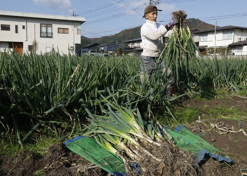 岩津ねぎ」きょう解禁でPR 朝来特産 寒暖差で一層おいしく ／兵庫