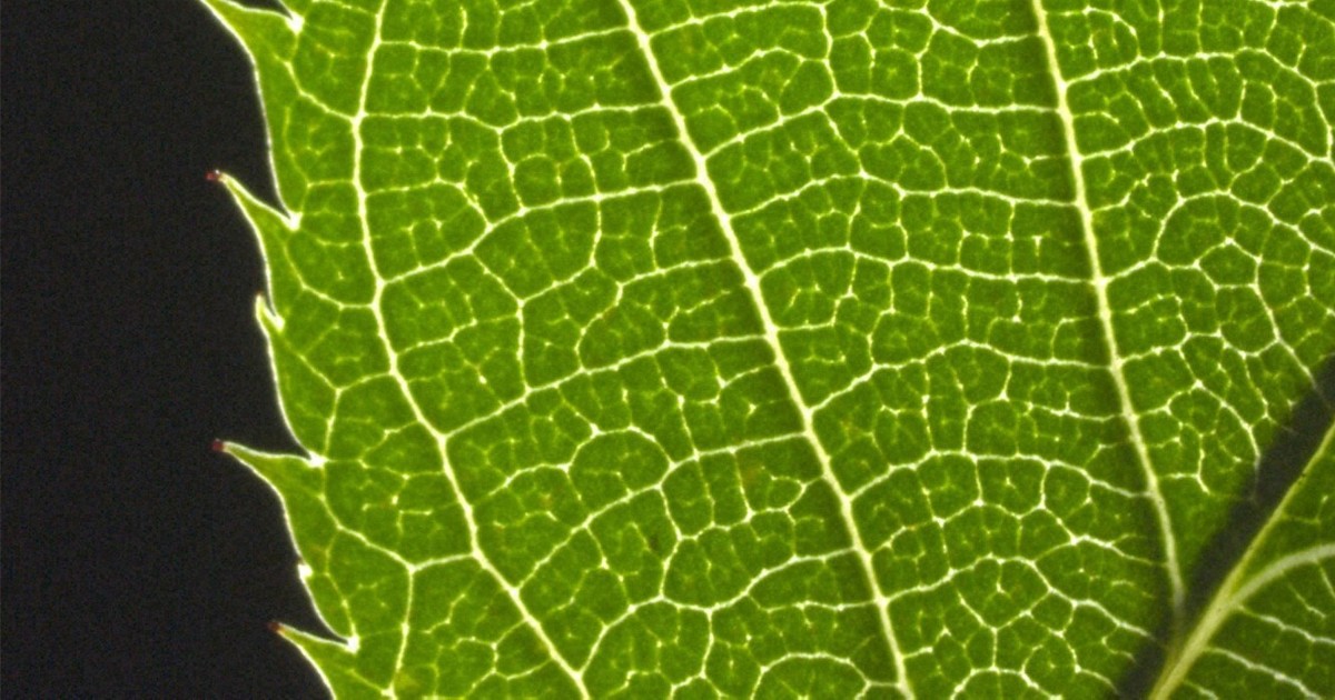 葉っぱのギザギザ、間隔が決まる仕組みを発見 「調整役」の役割解明