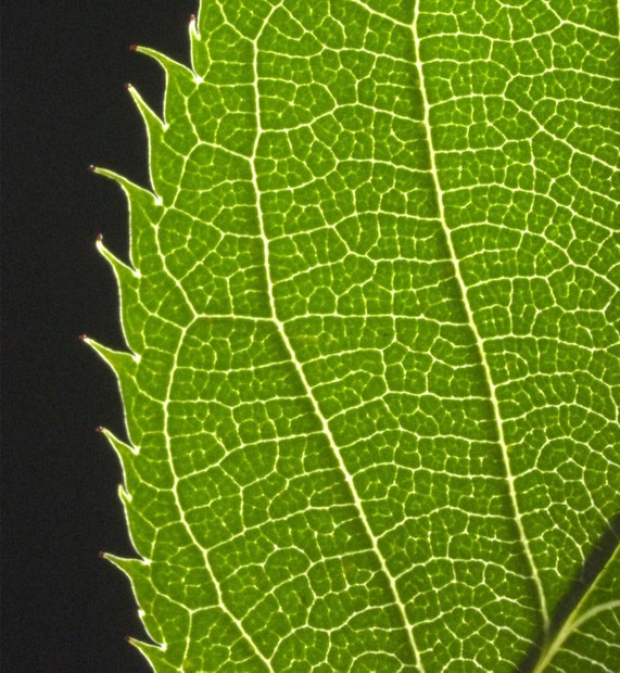 葉っぱのギザギザ、間隔が決まる仕組みを発見 「調整役」の役割解明