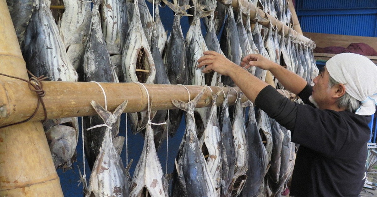 寒風受け、うまみギュッ 西伊豆「潮かつお」 ／静岡 | 毎日新聞