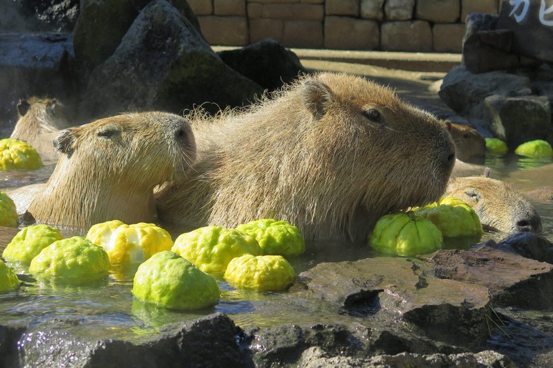静岡・伊東の動物公園でカピバラの露天風呂 鬼ユズ浮かべ甘い香り