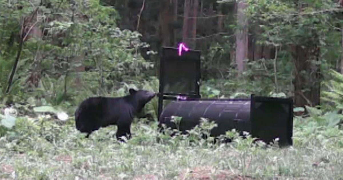 オリコンニュース：クマの行動追跡→研究者も驚くような行動をとってい