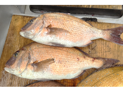 プレスリリース：株式会社タカスイ × 株式会社Genki Global Dining