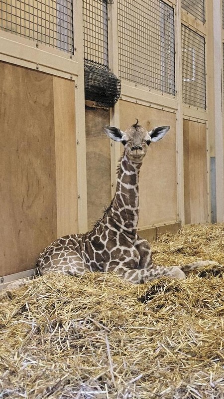 列島・北から南から キリンの赤ちゃん | 毎日新聞