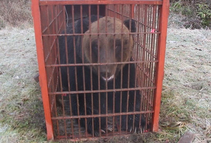 380キロの“メタボ”ヒグマを捕獲 北海道・苫前で箱わな荒らしか [写真