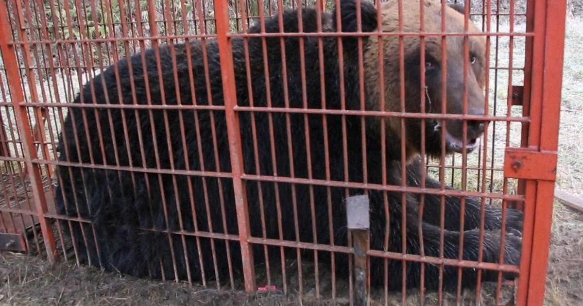 380キロの“メタボ”ヒグマを捕獲　北海道・苫前で箱わな荒らしか