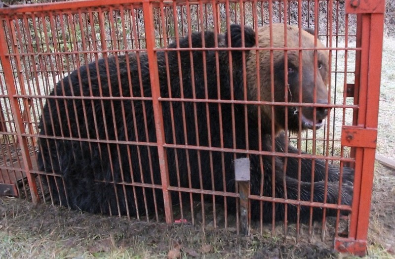 網走産ヒグマ本物の骨 約38cm 網走産ヒグマ本物の骨 約38cm 網走産