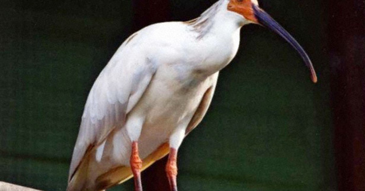 Japan's 1st captive-breed crested ibis dies at 26