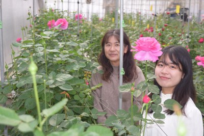 温室でバラを管理する中筋穂奈実さん（右）。隣は母里美さん＝奈良県平群町福貴で2025年11月26日午後2時59分、梅山崇撮影