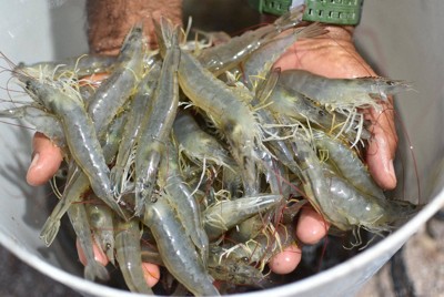 「水産物買ってもらえない」　中国と国交、ホンジュラスの不満