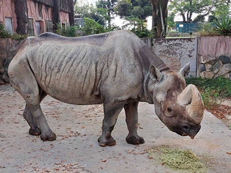 35歳のサイ「メトロ」老衰で死ぬ 1993年に来園 茨城・かみね動物園