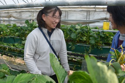イチゴハウスで病害虫の有無を確認し、今後の防除について指導＝福井県鯖江市で、萱原健一撮影