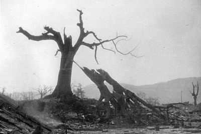 二つに折れた広島城内のクスノキ（爆心地から980メートル）＝広島市基町（現広島市中区）で1945年8月9日、国平幸男撮影