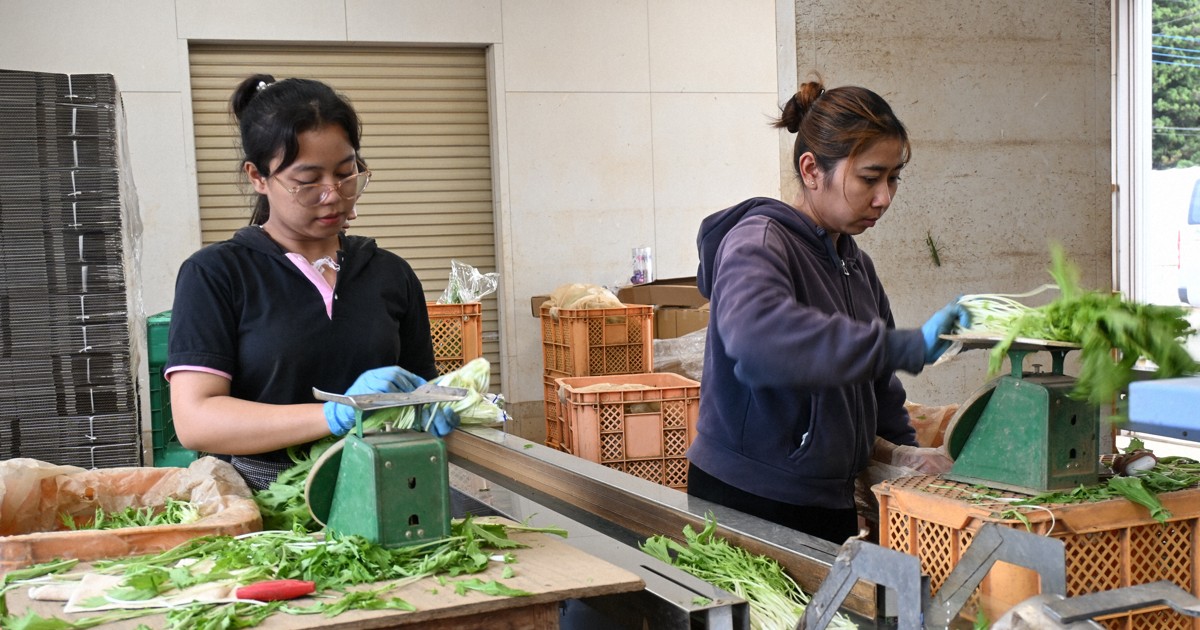News in Easy English: Japan's farms rely on foreign workers, some without legal status