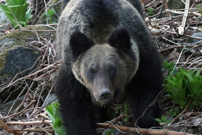 里に出るクマ「人間のせい」は現実と逆　豊かな山で激化した生存競争