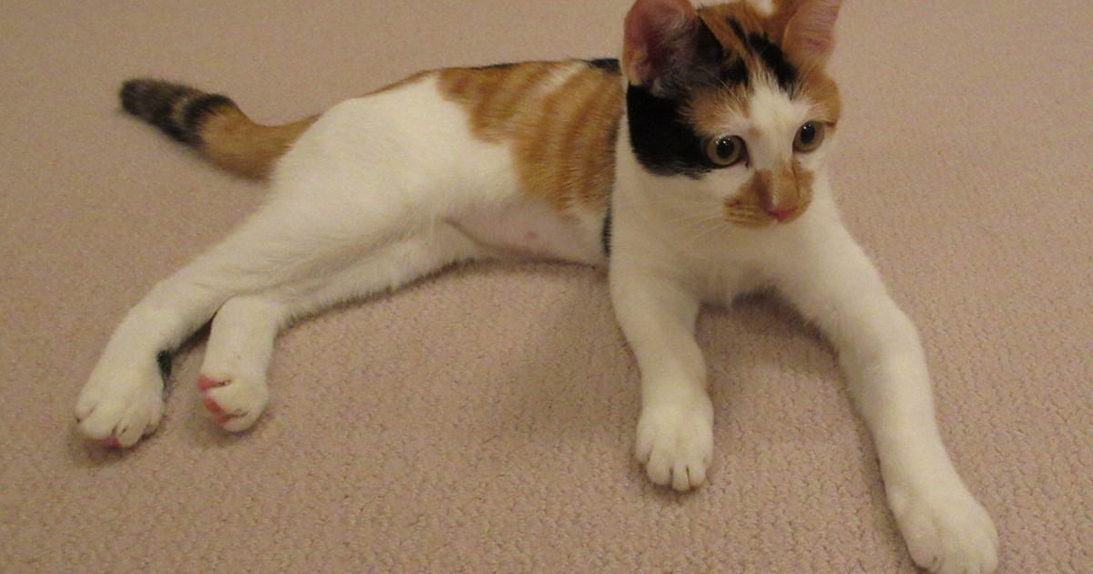 ＜1分で解説＞天皇ご一家の新たな保護猫「美海」　迎えた経緯は?