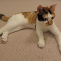 天皇ご一家は今年8月に新たに保護猫を迎え、「美海（みみ）」と名付けられた＝皇后雅子さま撮影（宮内庁提供）