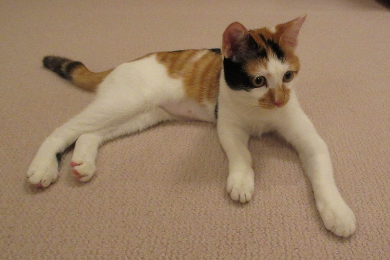 天皇ご一家は今年8月に新たに保護猫を迎え、「美海（みみ）」と名付けられた＝皇后雅子さま撮影（宮内庁提供）