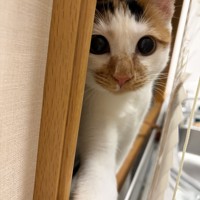 天皇ご一家は今年8月に新たに保護猫を迎え、「美海（みみ）」と名付けられた＝天皇、皇后両陛下の長女愛子さま撮影（宮内庁提供）