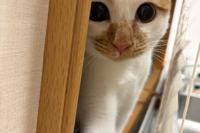 天皇ご一家、新たな保護猫の写真を初公開　名前は「美海」　宮内庁