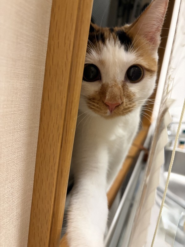 天皇ご一家は今年8月に新たに保護猫を迎え、「美海（みみ）」と名付けられた＝天皇、皇后両陛下の長女愛子さま撮影（宮内庁提供）
