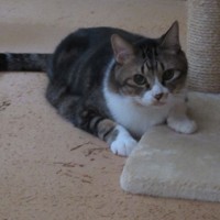 天皇ご一家が飼われている保護猫のセブン＝皇后雅子さま撮影（宮内庁提供）