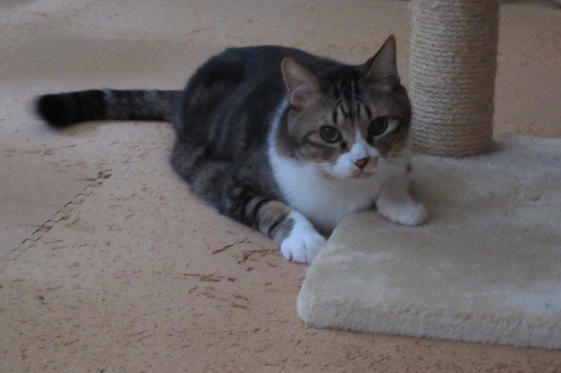 天皇ご一家が飼われている保護猫のセブン＝皇后雅子さま撮影（宮内庁提供）
