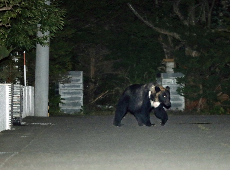 里に出るクマ「人間のせい」は現実と逆 豊かな山で激化した生存競争
