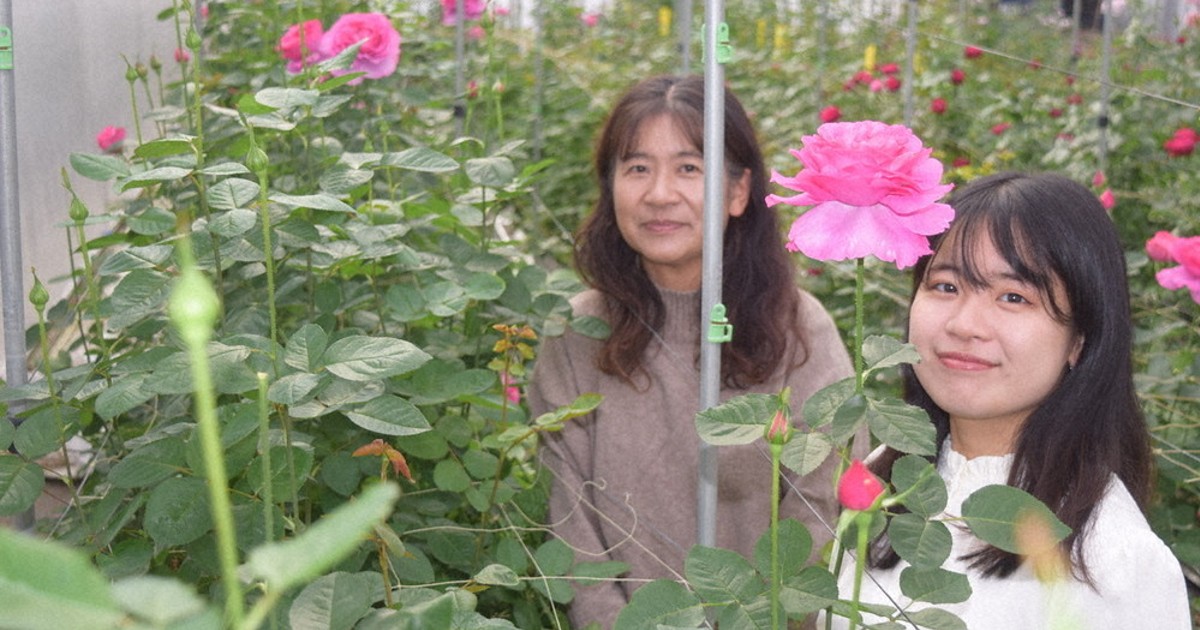 食べるバラ、特産品に 近大院生のベンチャーが発売 花びら茶やパウダー