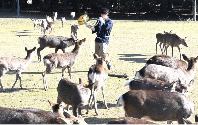 奈良・春日大社で「鹿寄せ」 ホルンの音色で集結 どんぐりにご満悦