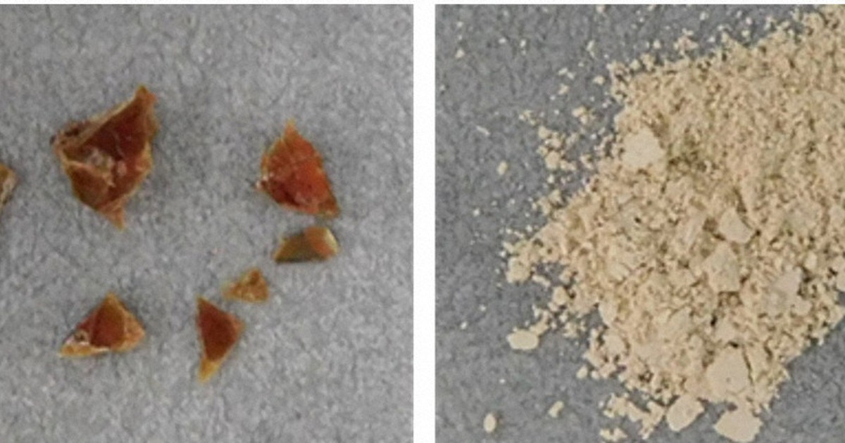 輝くアンモナイトの秘密 魅了された研究者が解明した「奇跡の構造